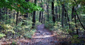 Forest Tourism – A Green Path Toward Sustainable Forestry